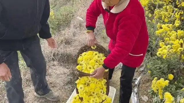 金丝皇菊种植技术