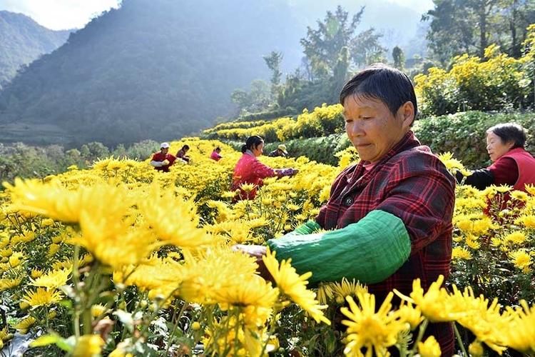 金丝皇菊种植技术