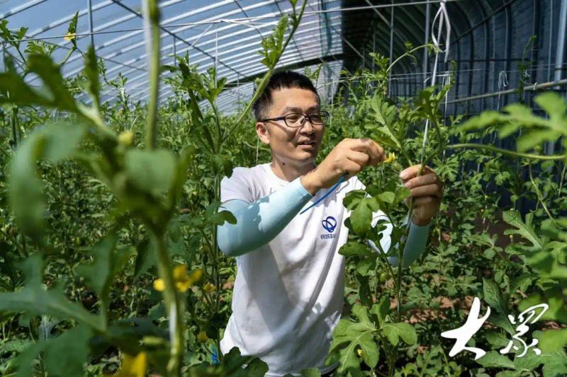 金丝皇菊种植技术