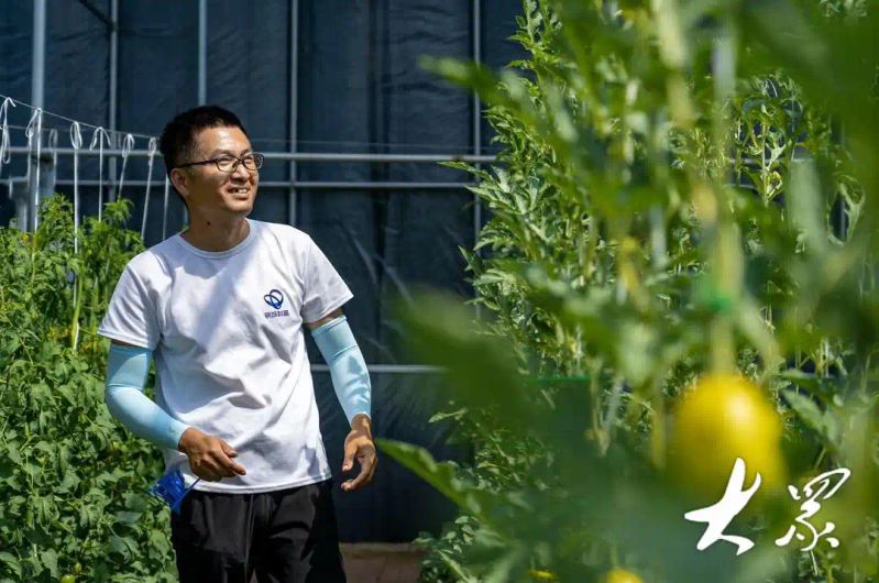 金丝皇菊种植技术