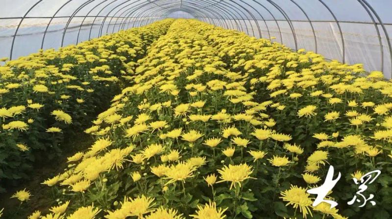 金丝皇菊种植技术