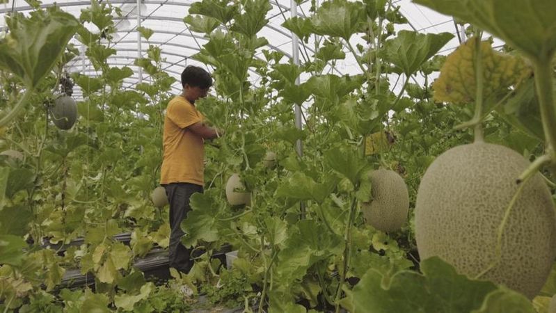 哈密瓜种植方法