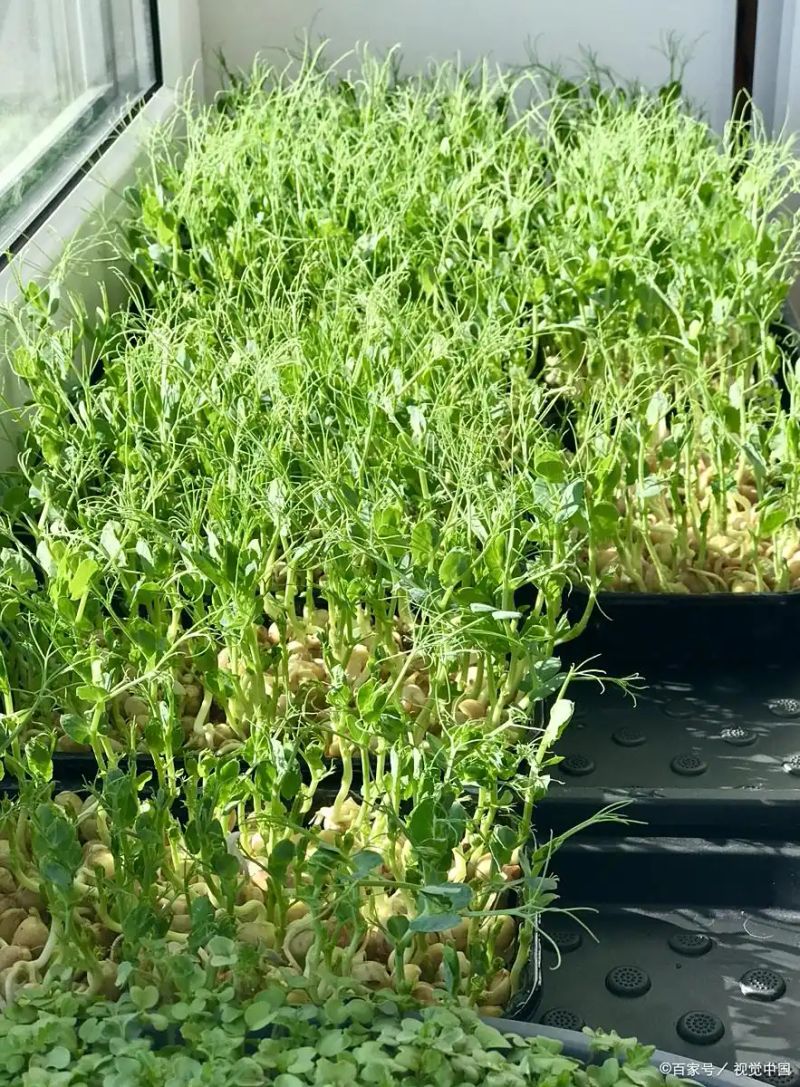 豌豆苗种植技术视频
