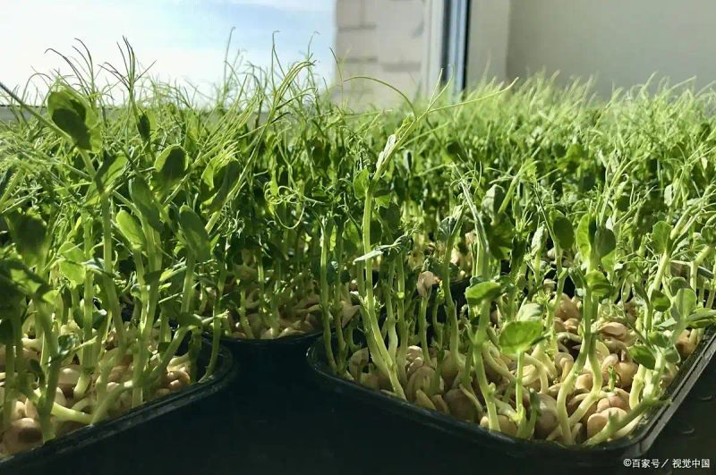 豌豆苗种植技术视频