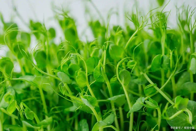 豌豆苗种植技术视频