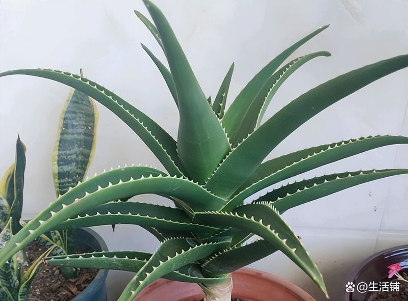 芦荟种植方法