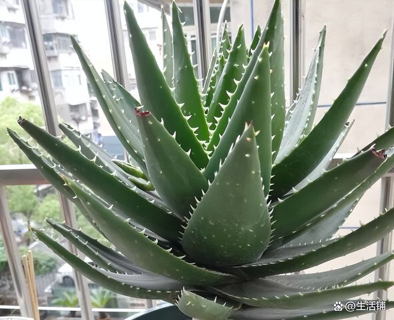 芦荟种植方法
