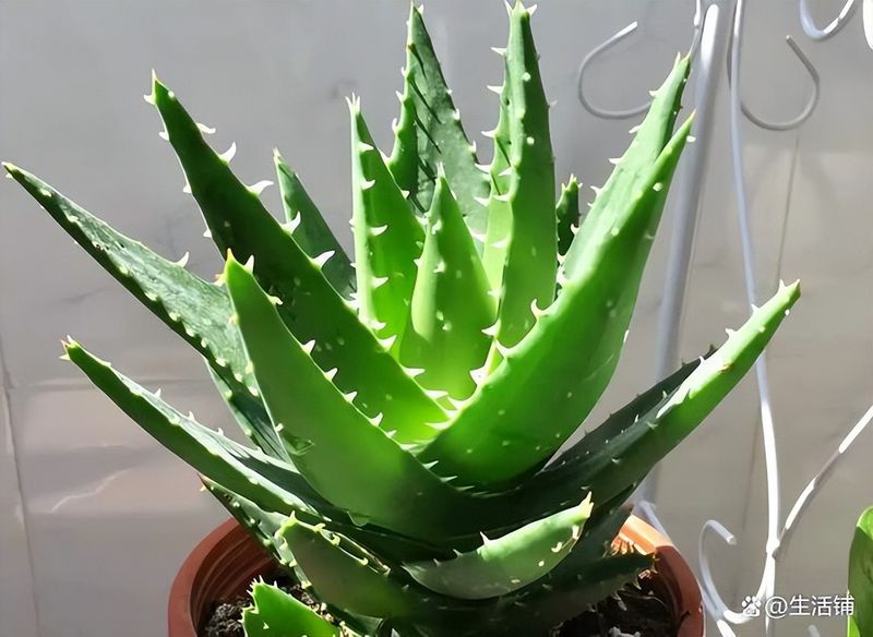 芦荟种植方法