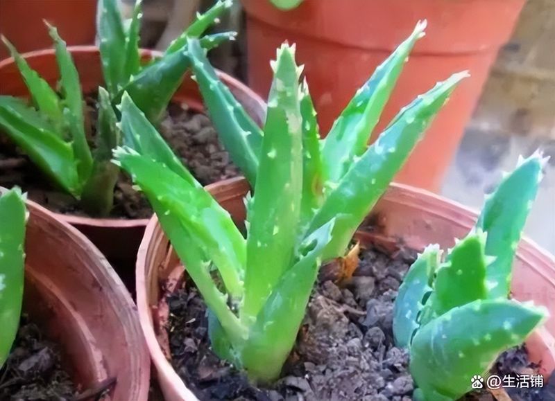 芦荟种植方法