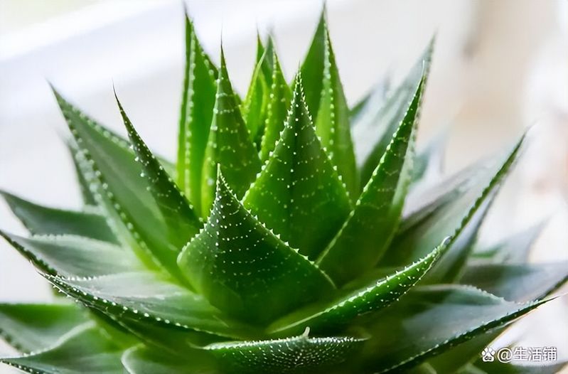芦荟种植方法