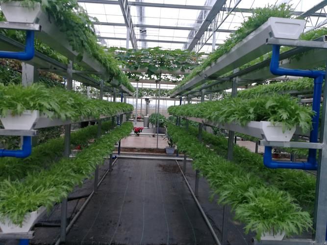 无公害蔬菜的种植技术