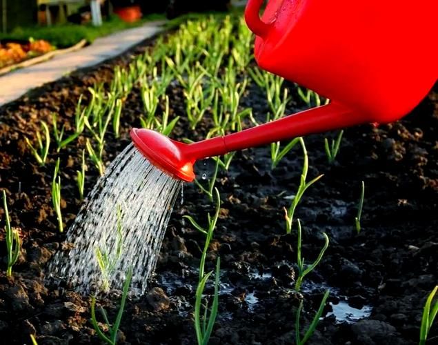 无公害蔬菜的种植技术