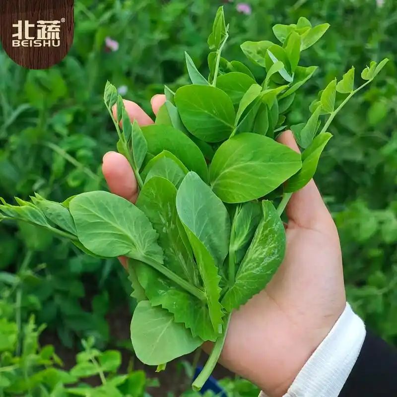 豌豆苗种植技术视频