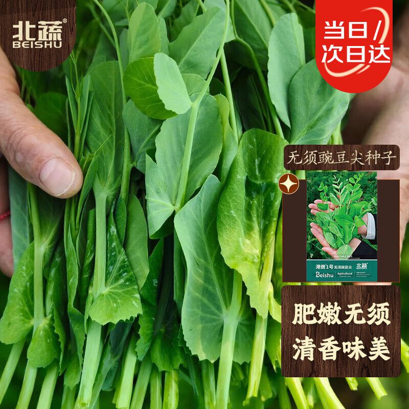 豌豆苗种植技术视频