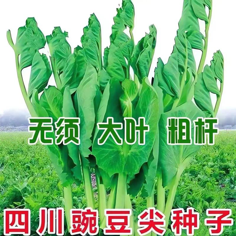 豌豆苗种植技术视频