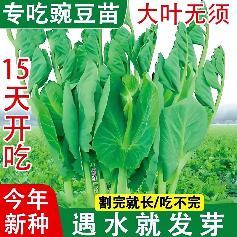 豌豆苗种植技术视频