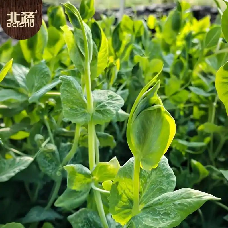 豌豆苗种植技术视频