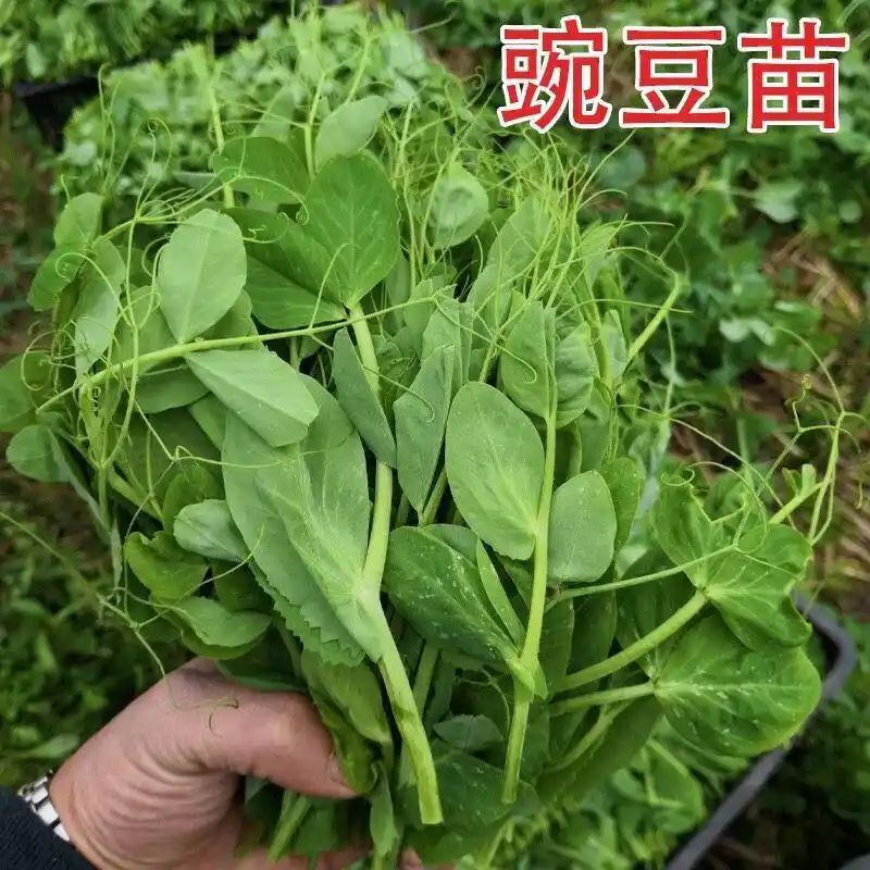 豌豆苗种植技术视频