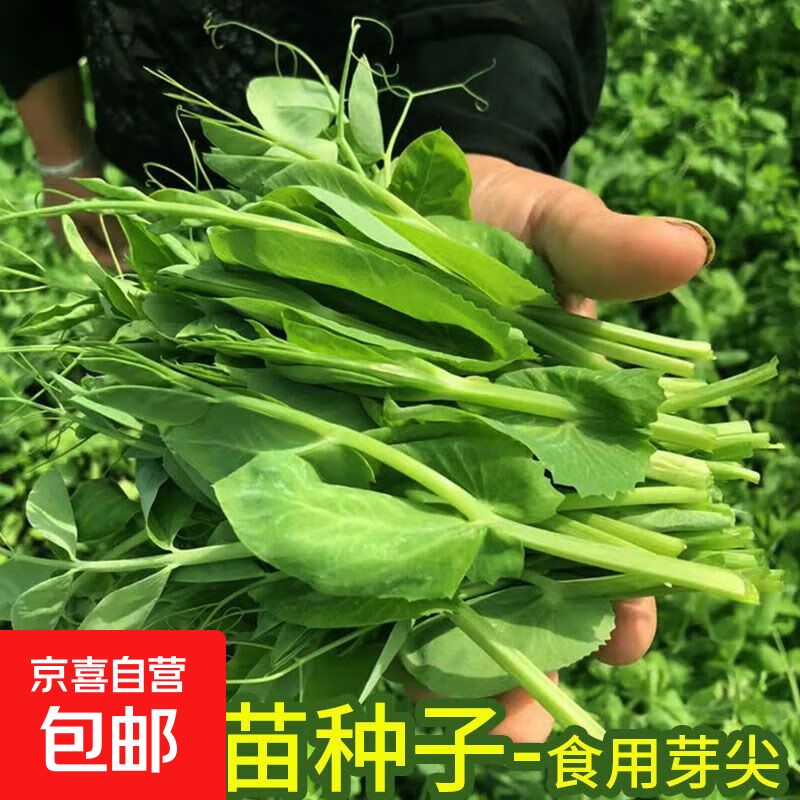 豌豆苗种植技术视频