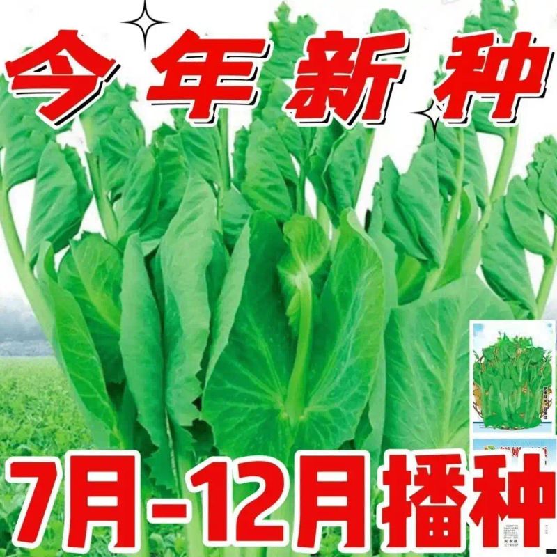豌豆苗种植技术视频