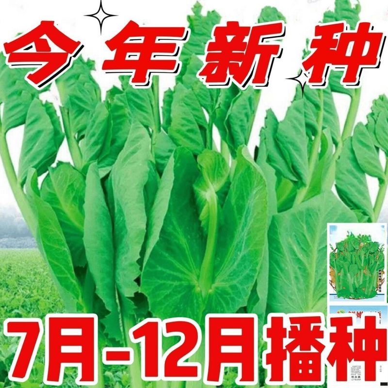 豌豆苗种植技术视频