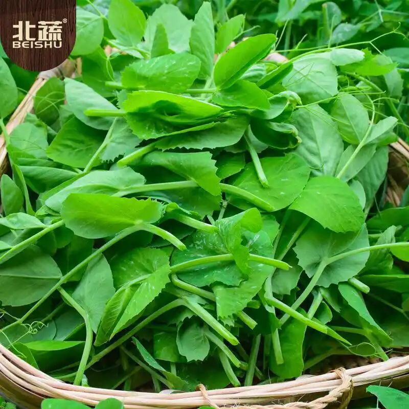 豌豆苗种植技术视频