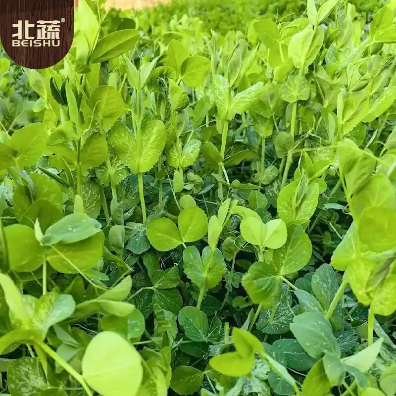 豌豆苗种植技术视频