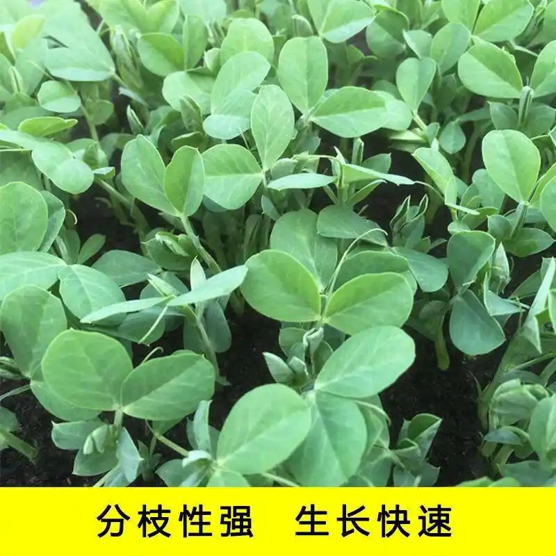 豌豆苗种植技术视频