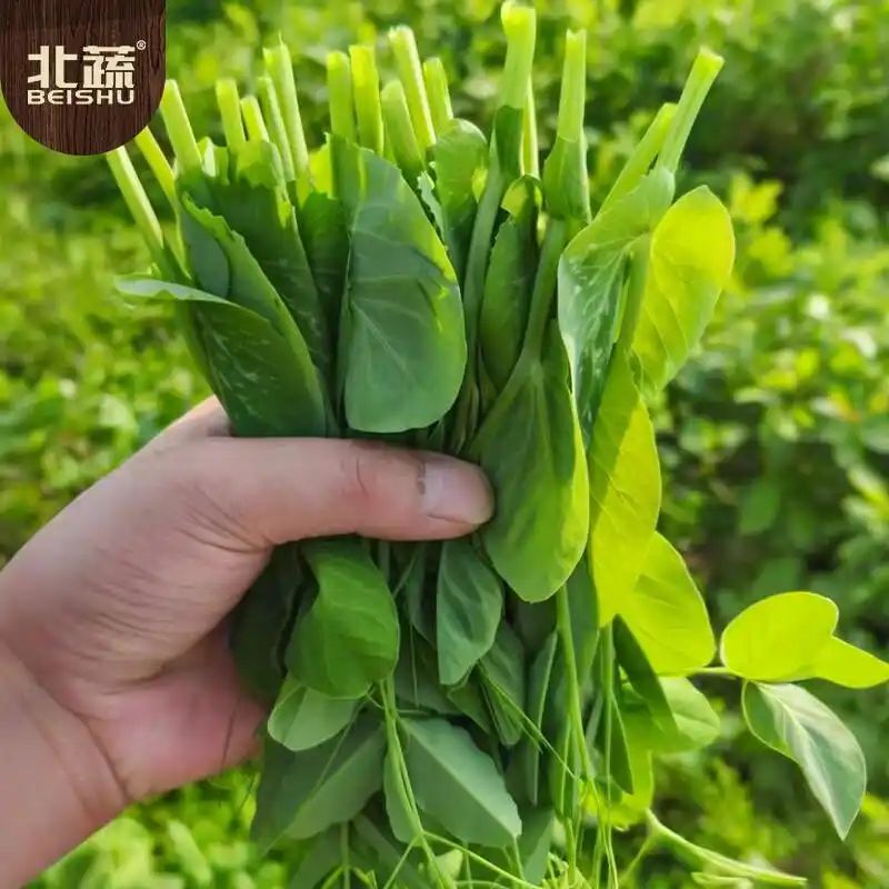 豌豆苗种植技术视频