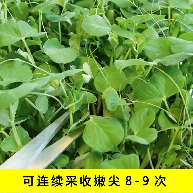 豌豆苗种植技术视频