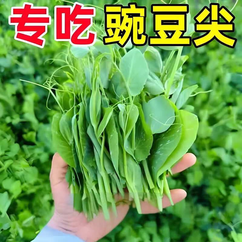 豌豆苗种植技术视频