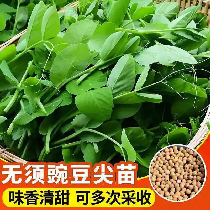 豌豆苗种植技术视频