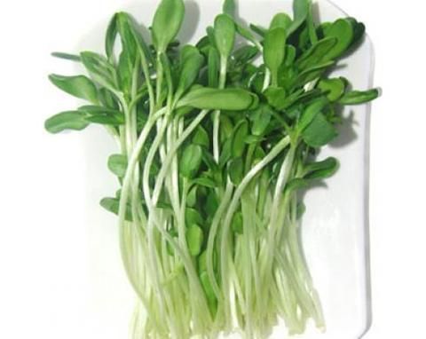 芽苗菜种植方法