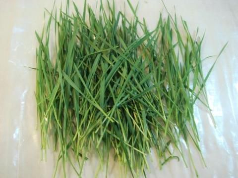 芽苗菜种植方法