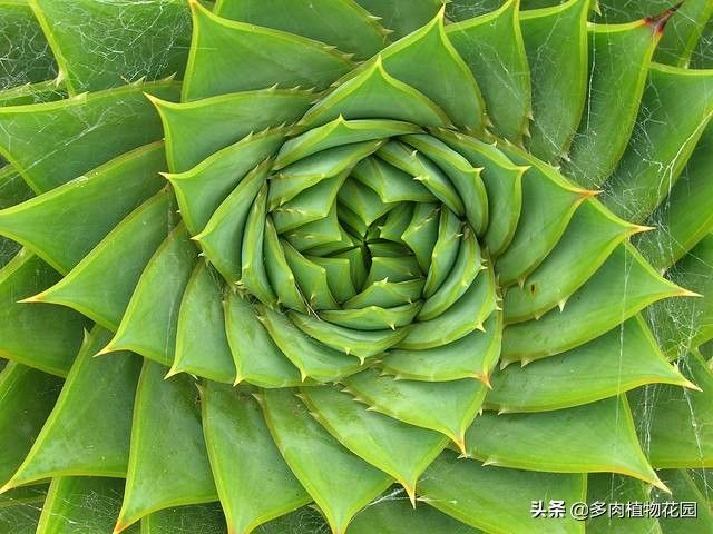 芦荟种植方法