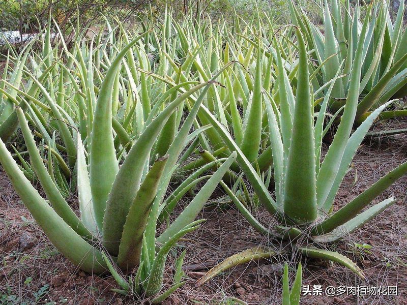 芦荟种植方法