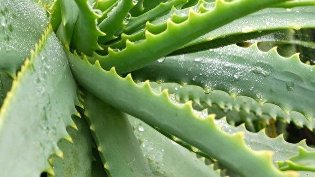芦荟种植方法