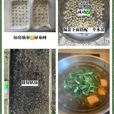 豌豆苗种植技术视频