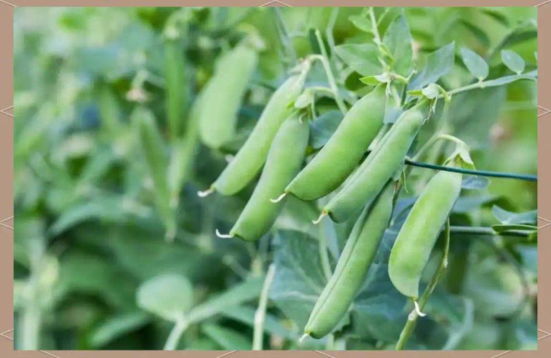 豌豆苗种植技术视频