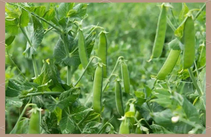 豌豆苗种植技术视频