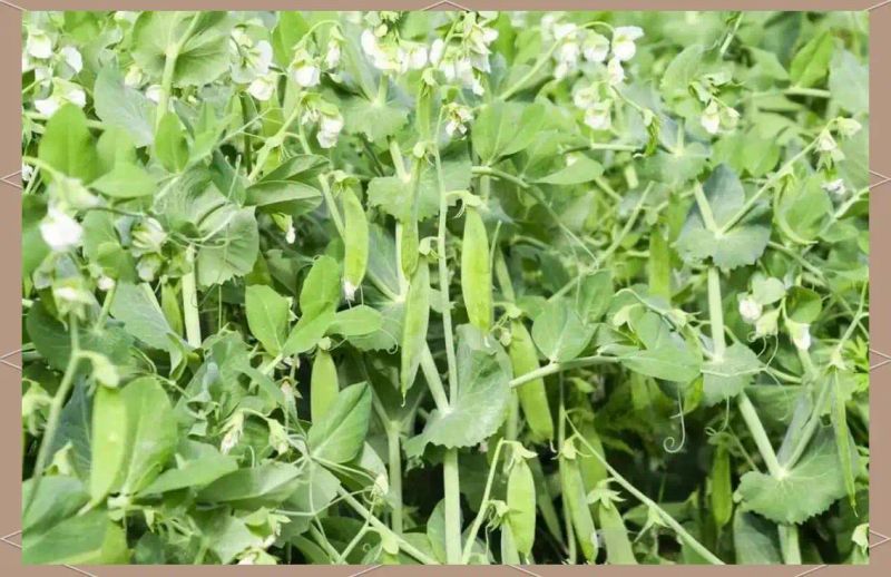 豌豆苗种植技术视频