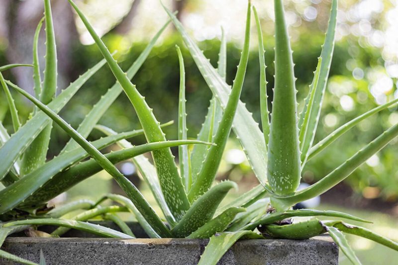 芦荟种植方法