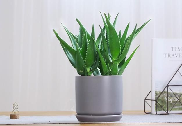 芦荟种植方法