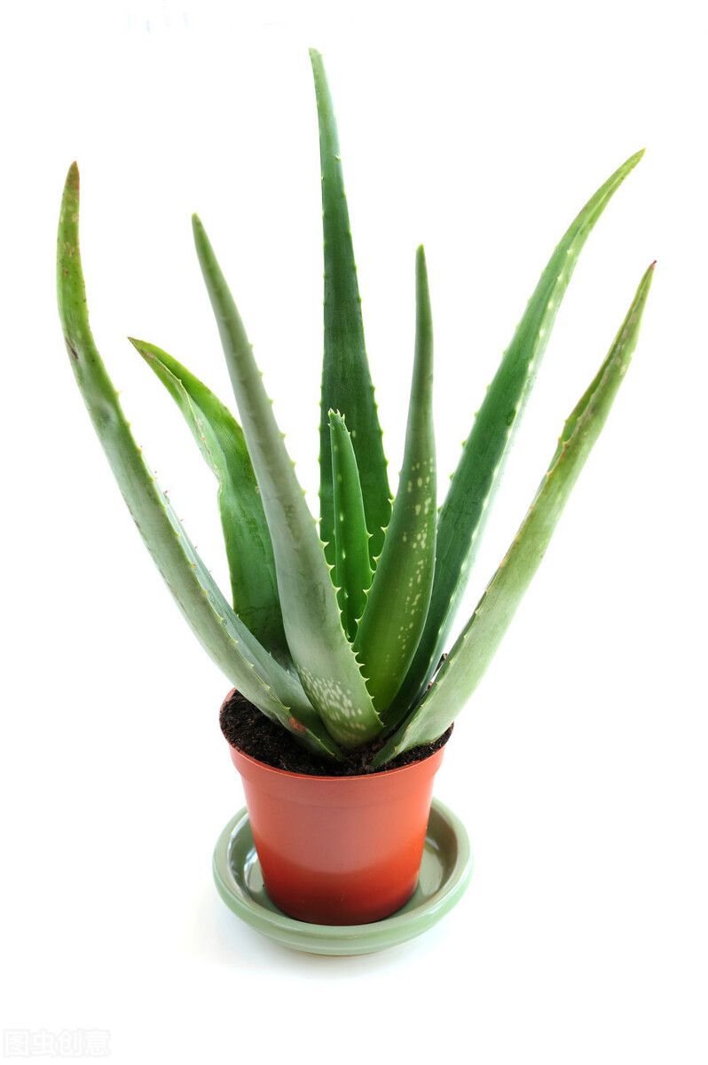 芦荟种植方法