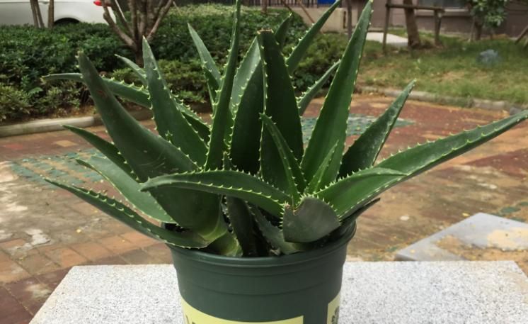芦荟种植方法