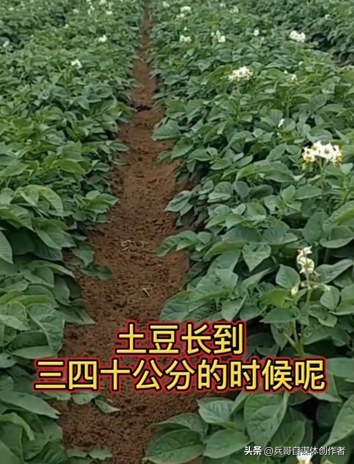 最新土豆种植技术