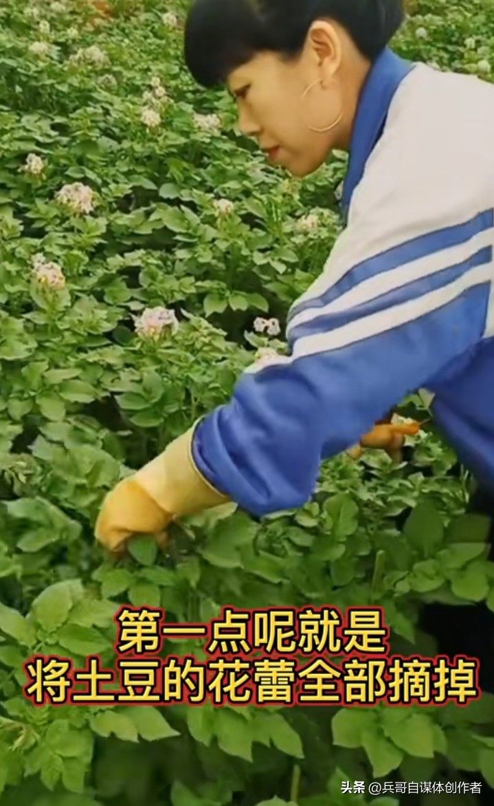 最新土豆种植技术