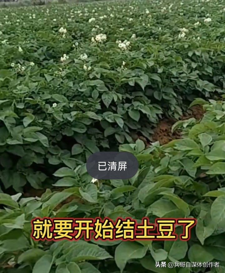 最新土豆种植技术