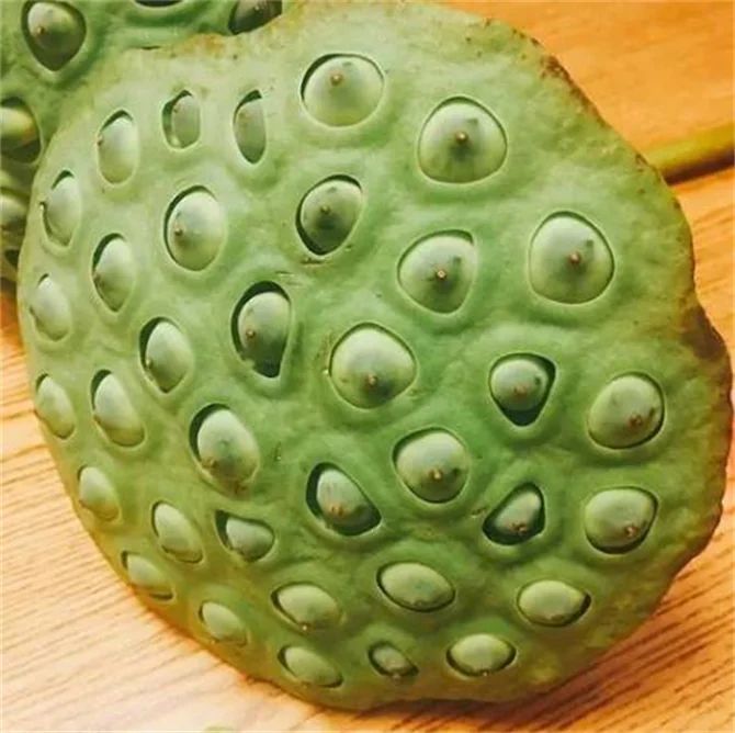 莲蓬子多少钱一斤