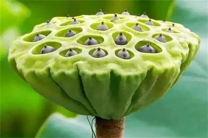 莲蓬子多少钱一斤